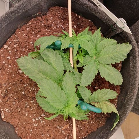 White Strawberry Skunk growlog timeline photo