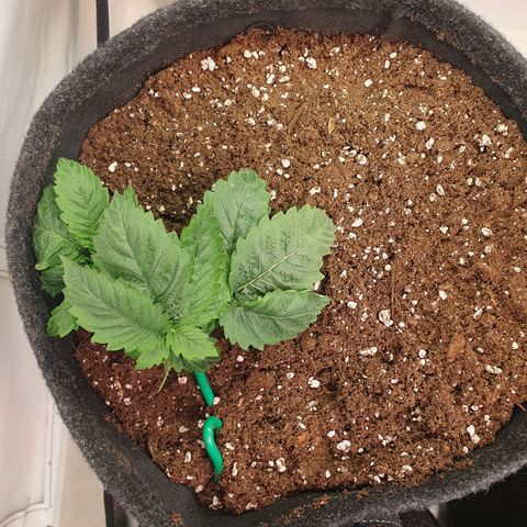 White Strawberry Skunk growlog timeline photo