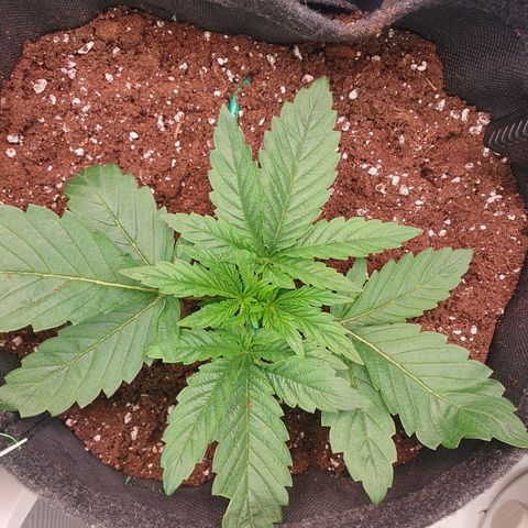 Hindu Kush growlog timeline photo