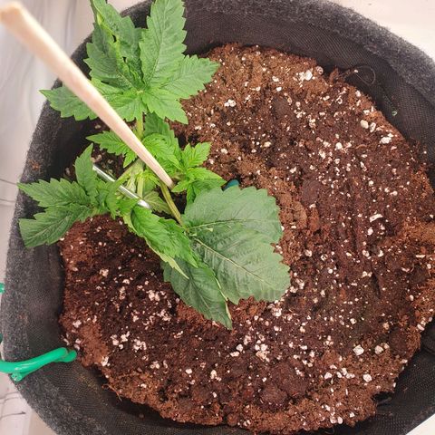 White Strawberry Skunk growlog timeline photo