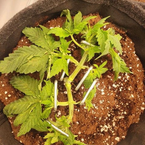 White Strawberry Skunk growlog timeline photo