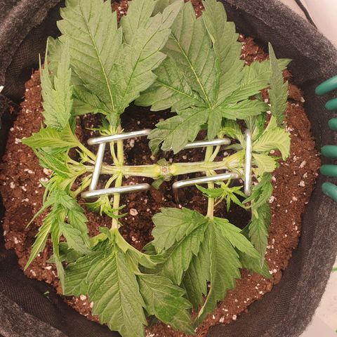 Mandarine Jam growlog timeline photo