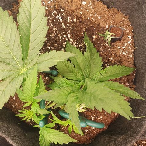 Mandarine Jam growlog timeline photo