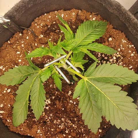 Hindu Kush growlog timeline photo