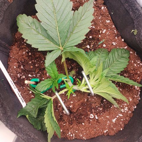 Hindu Kush growlog timeline photo