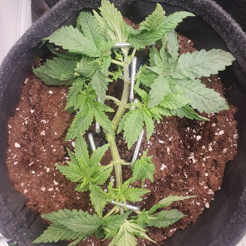 White Strawberry Skunk growlog timeline photo