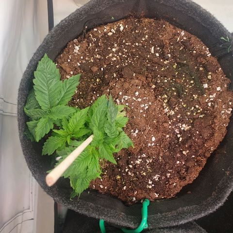 White Strawberry Skunk growlog timeline photo