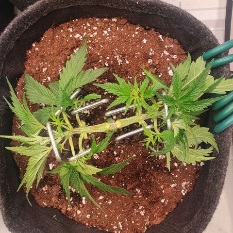 Mandarine Jam growlog timeline photo