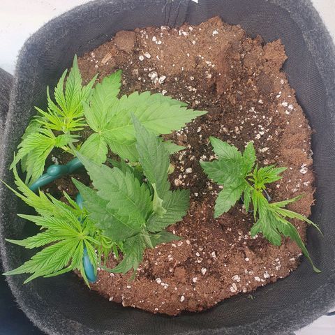 Mandarine Jam growlog timeline photo