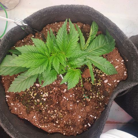 Hindu Kush growlog timeline photo