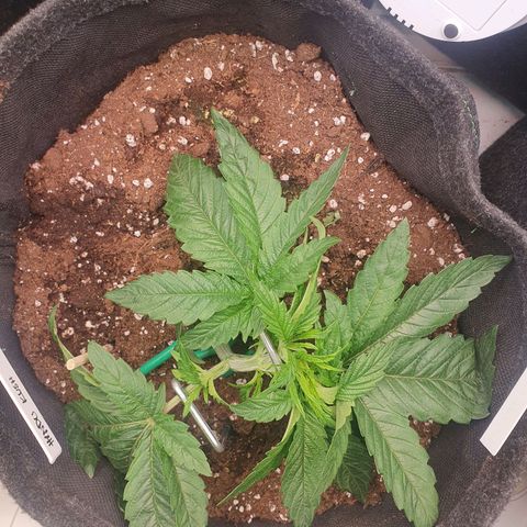 Hindu Kush growlog timeline photo