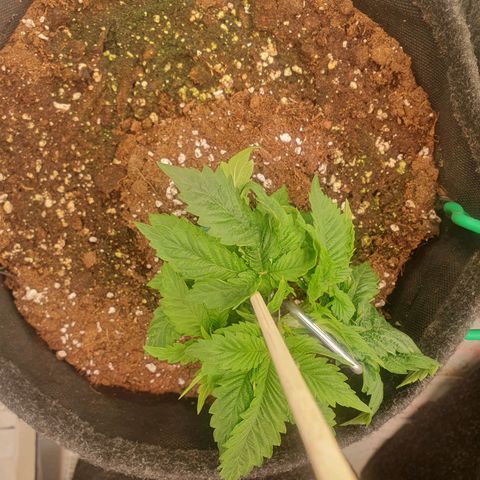 White Strawberry Skunk growlog timeline photo