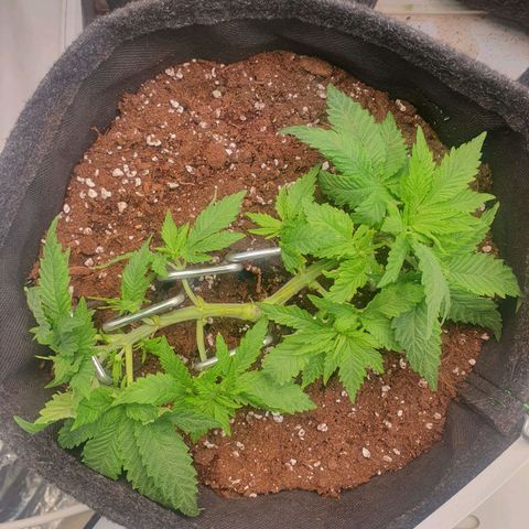 White Strawberry Skunk growlog timeline photo