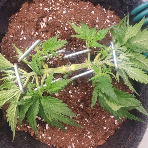 Mandarine Jam growlog timeline photo