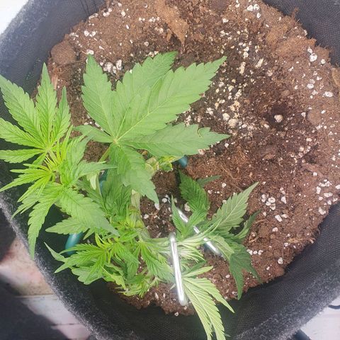 Mandarine Jam growlog timeline photo
