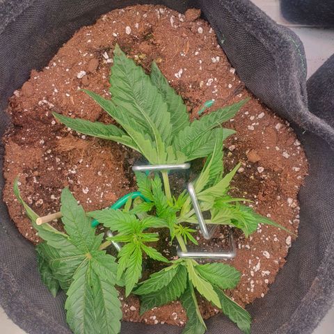 Hindu Kush growlog timeline photo