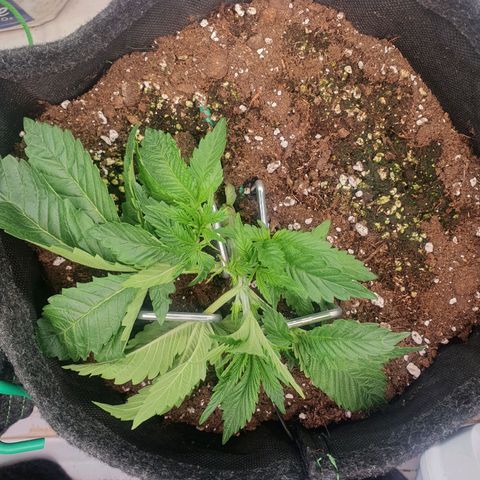 Hindu Kush growlog timeline photo