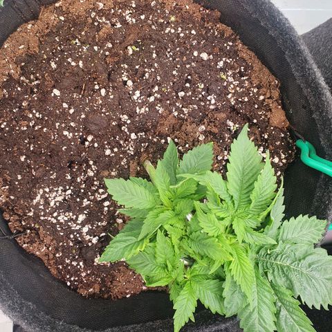 White Strawberry Skunk growlog timeline photo