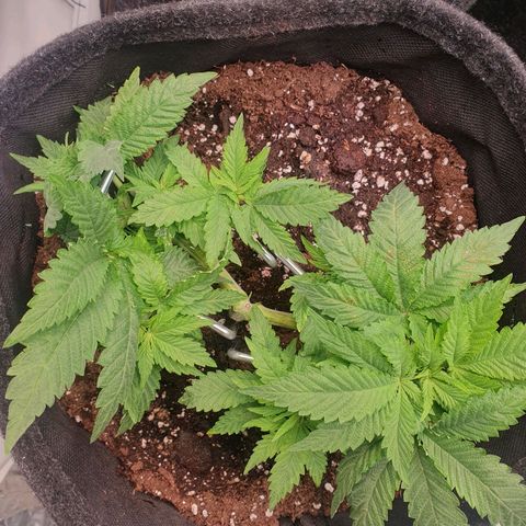 White Strawberry Skunk growlog timeline photo