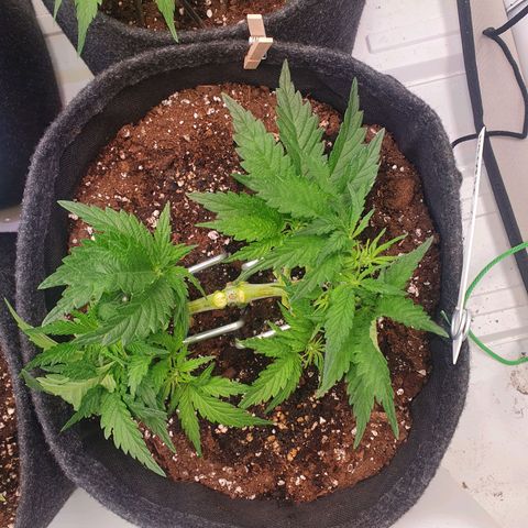 Mandarine Jam growlog timeline photo