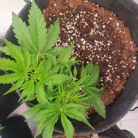 Mandarine Jam growlog timeline photo