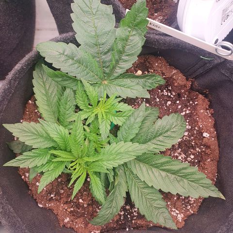 Hindu Kush growlog timeline photo