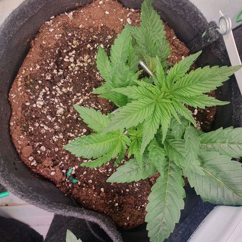 Hindu Kush growlog timeline photo