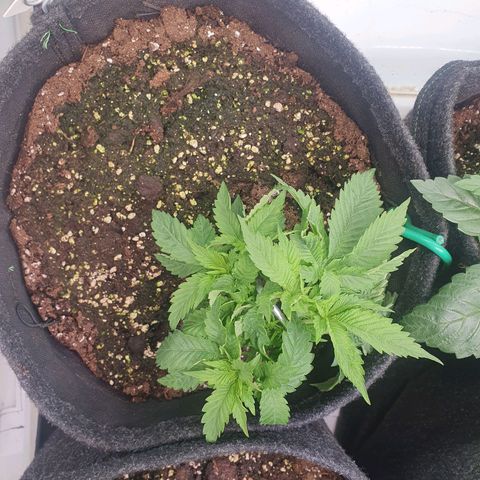 White Strawberry Skunk growlog timeline photo