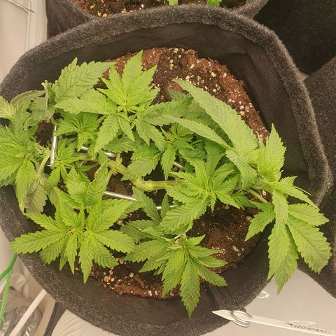 White Strawberry Skunk growlog timeline photo