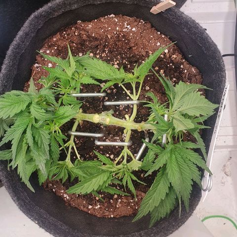 Mandarine Jam growlog timeline photo