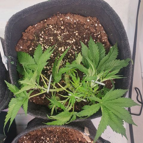 Mandarine Jam growlog timeline photo