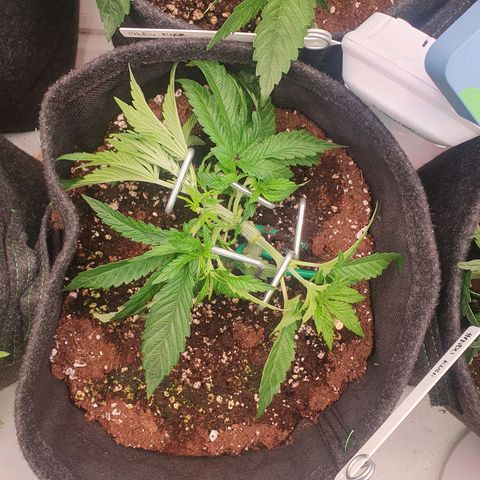 Hindu Kush growlog timeline photo