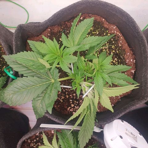 Hindu Kush growlog timeline photo
