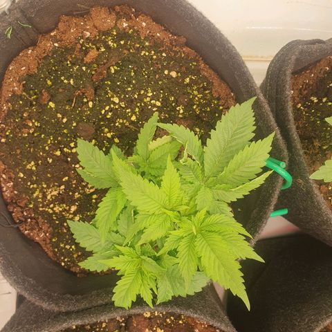 White Strawberry Skunk growlog timeline photo