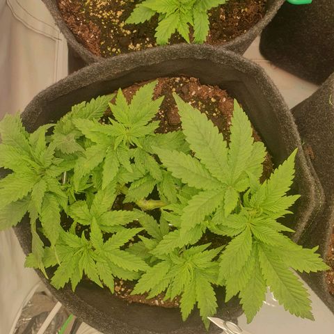 White Strawberry Skunk growlog timeline photo