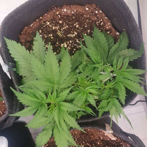 Mandarine Jam growlog timeline photo