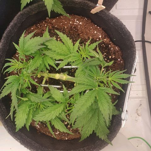 Mandarine Jam growlog timeline photo