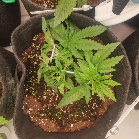 Hindu Kush growlog timeline photo