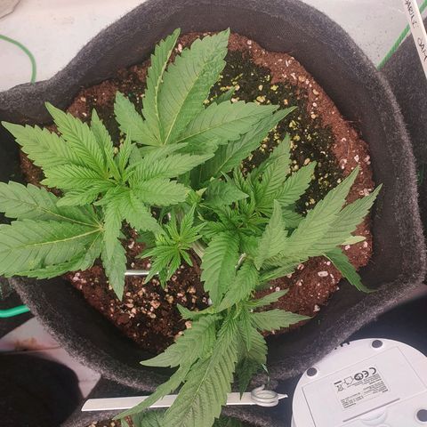 Hindu Kush growlog timeline photo