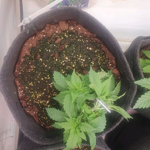 White Strawberry Skunk growlog timeline photo