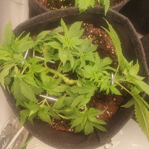White Strawberry Skunk growlog timeline photo