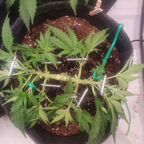 Mandarine Jam growlog timeline photo