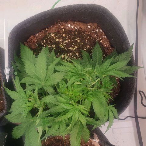 Mandarine Jam growlog timeline photo