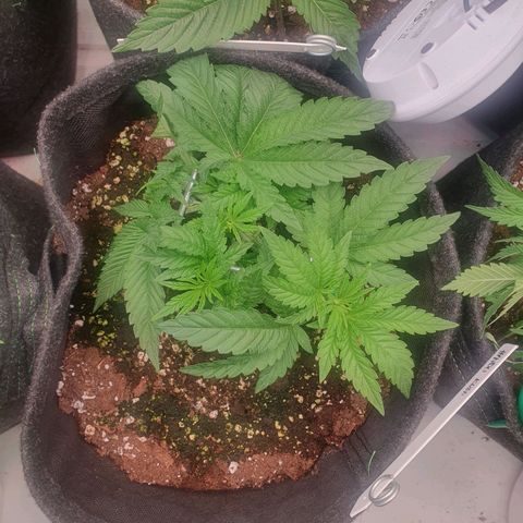 Hindu Kush growlog timeline photo