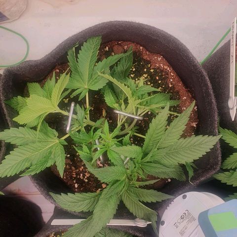 Hindu Kush growlog timeline photo
