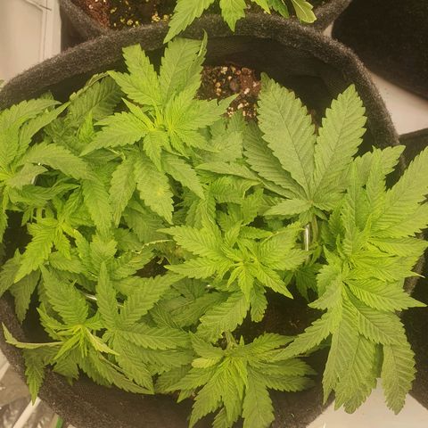 White Strawberry Skunk growlog timeline photo