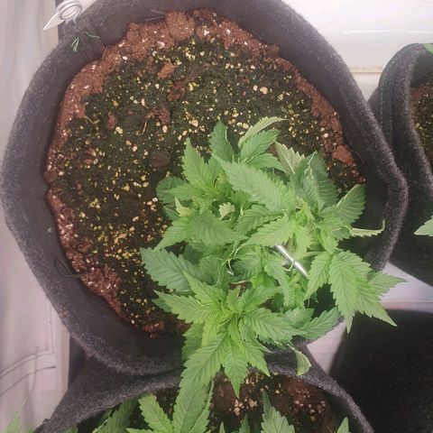 White Strawberry Skunk growlog timeline photo