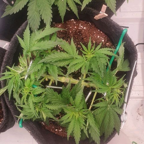 Mandarine Jam growlog timeline photo
