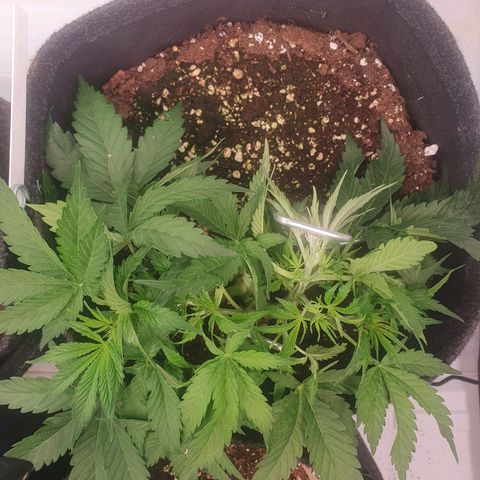 Mandarine Jam growlog timeline photo