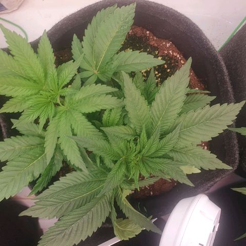Hindu Kush growlog timeline photo